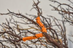 Branches bound with orange cord